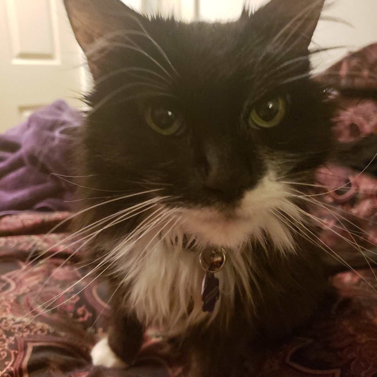 Sylvie, a long haired black & white cat, stares resolutely into the camera.