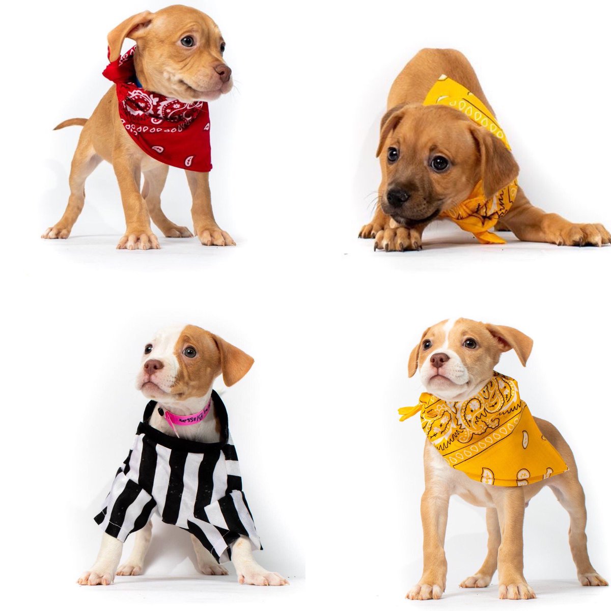 A few members of the lineup, from the San Furcisco 49er's &amp; the Kansas Pittie Chiefs, for tomorrow's Puppy Bowl at Walter Station Brewery. Tomorrow at the brewery from 1-3pm! Don't miss it. <a href="/aawlphx/">AAWL</a> 
 #wsbpuppybowl2020