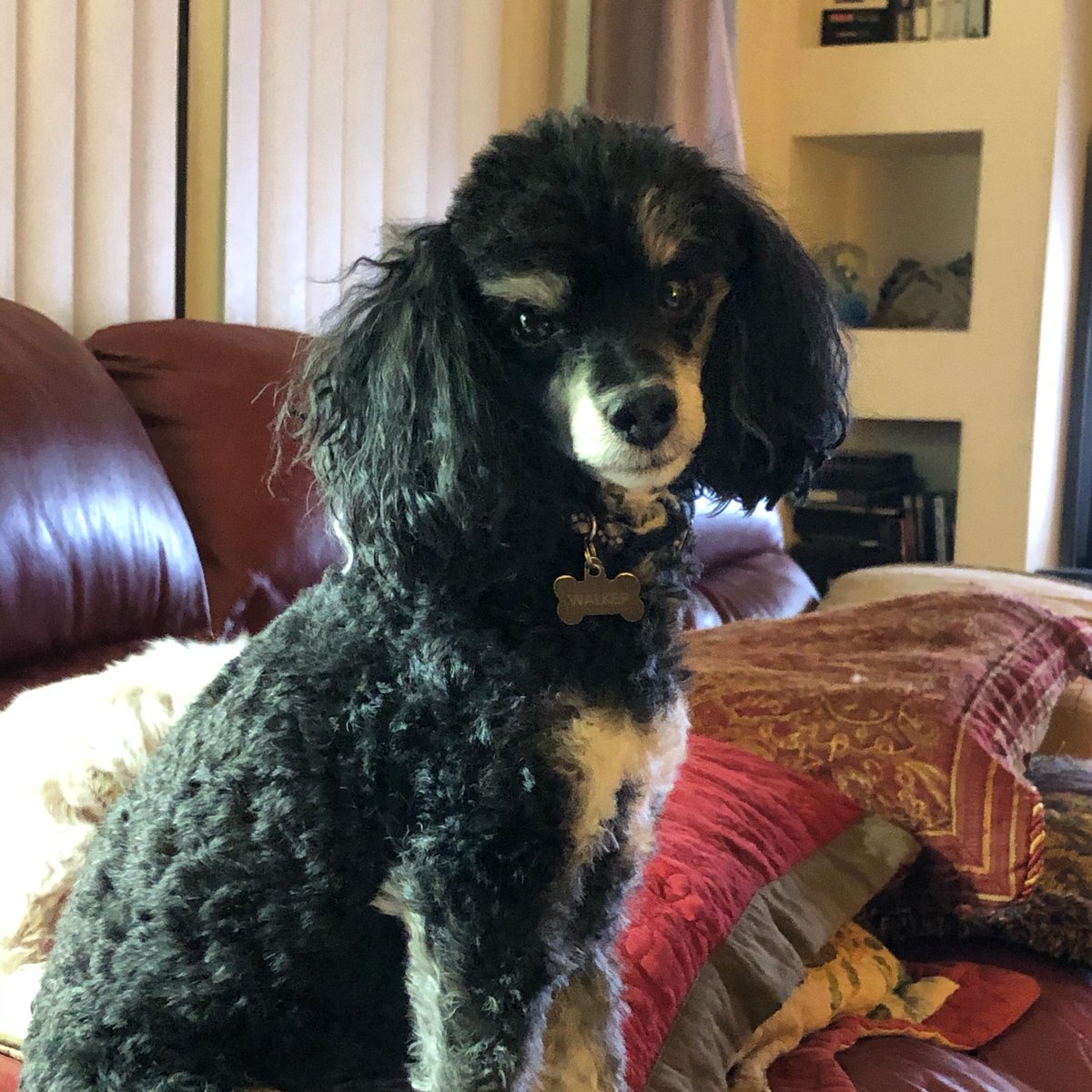 PamNCBennett's tweet image. Walker says hello! Thought we could use a cuteness break tonight. #rescuedog #phantompoodle