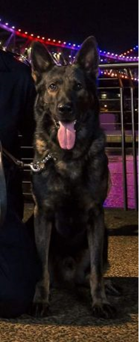 QldPolice tweet picture