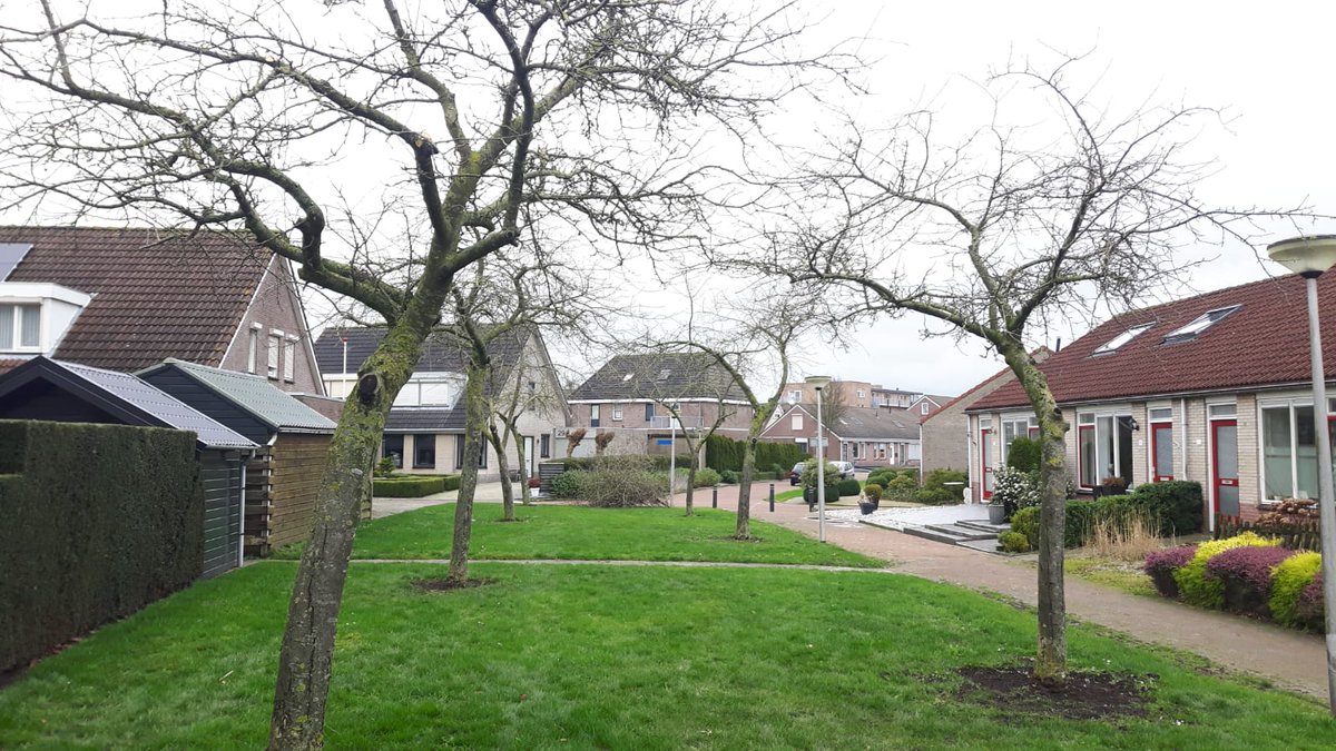 #hoogstamfruitbomen weer netjes in #Genemuiden