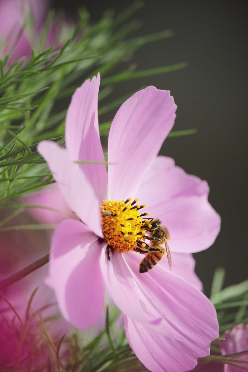 aussiebees1's tweet photo. The main reasons for global bee decline are industrial agriculture, parasites/pathogens and climate change. #bee #bees #savethebees #aussiebees #honey #agriculture #climatechange #nature #organic #buyorganic #beeswax #stoppesticides #flowers #garden #flower #aussiebeez #releaf https://t.co/skQzSBAg5I