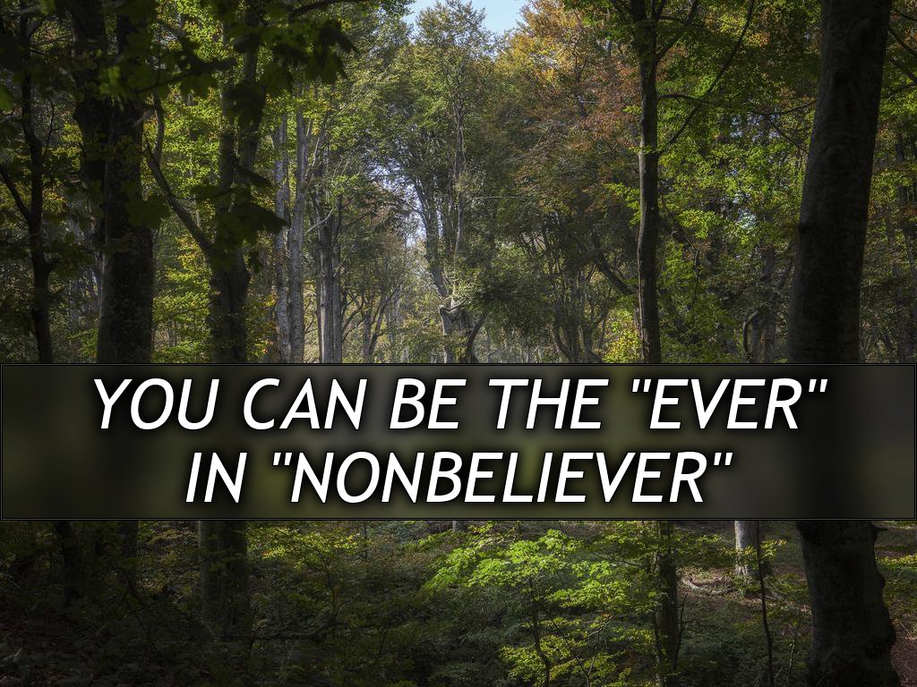 A view of a deep forest, the trees have white bark and green leaves