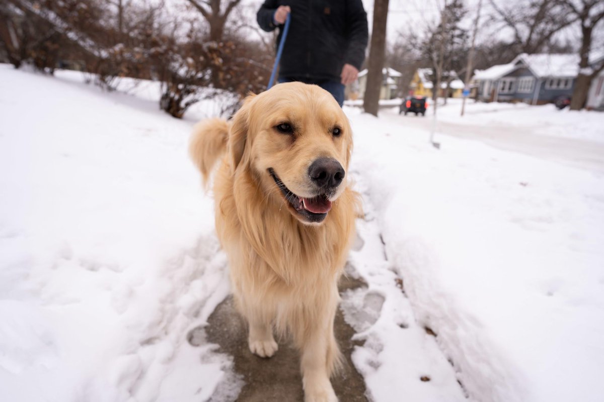 Elizabeth's dog, Bailey, walking down a snowy sidewalk.