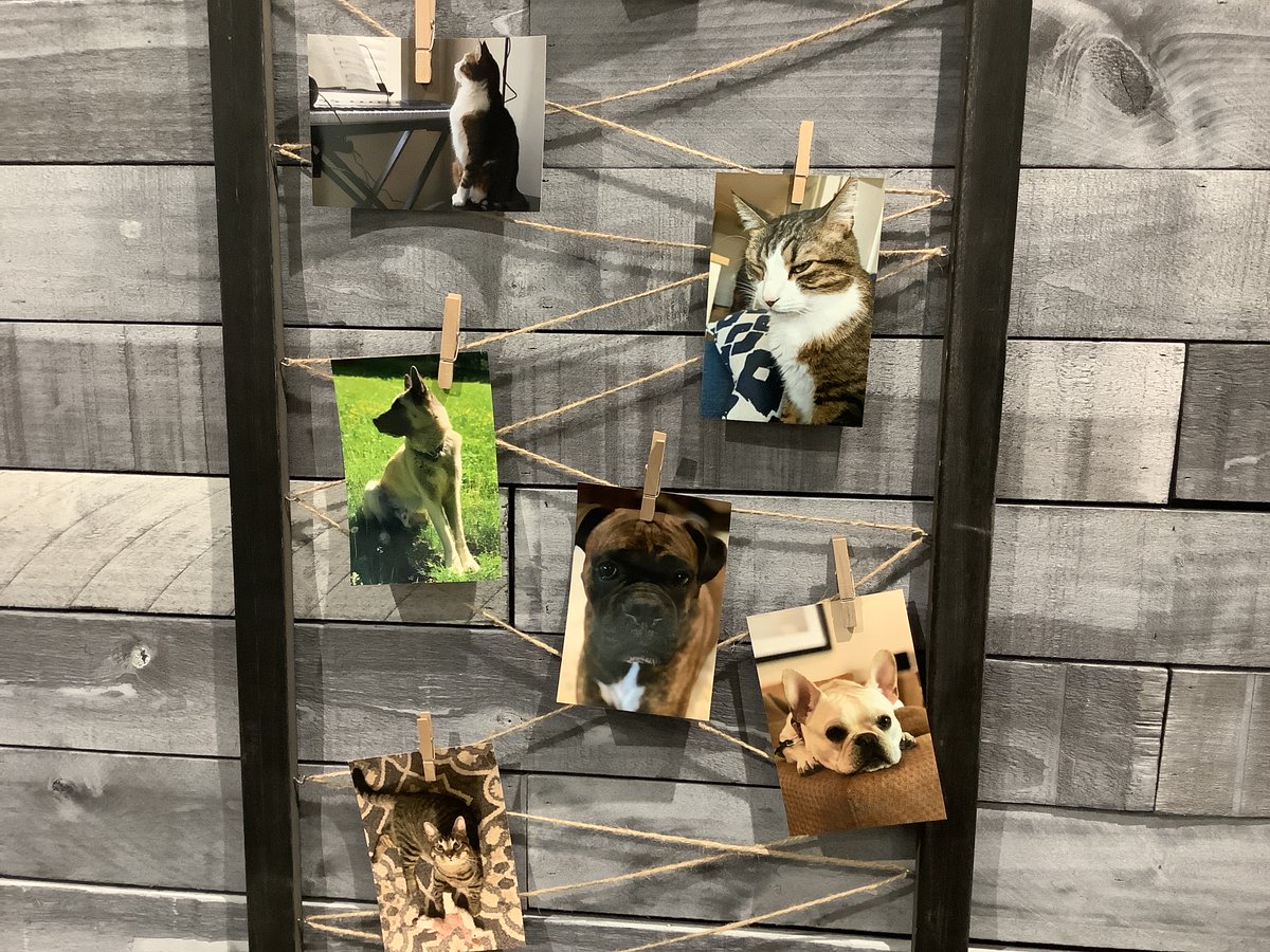 CbdProvidence's tweet photo. #Caturday A few of our star CBD users. Our fur babies have an Endocannabinoid system just like humans and helps get our body’s into homeostasis helping  our #dogs🐕 and  #cats🐈 feel less anxious and may help with  pain.  American  Shaman  on  Thayer  st.  Is  pet  friendly! https://t.co/XDrziHYrxD