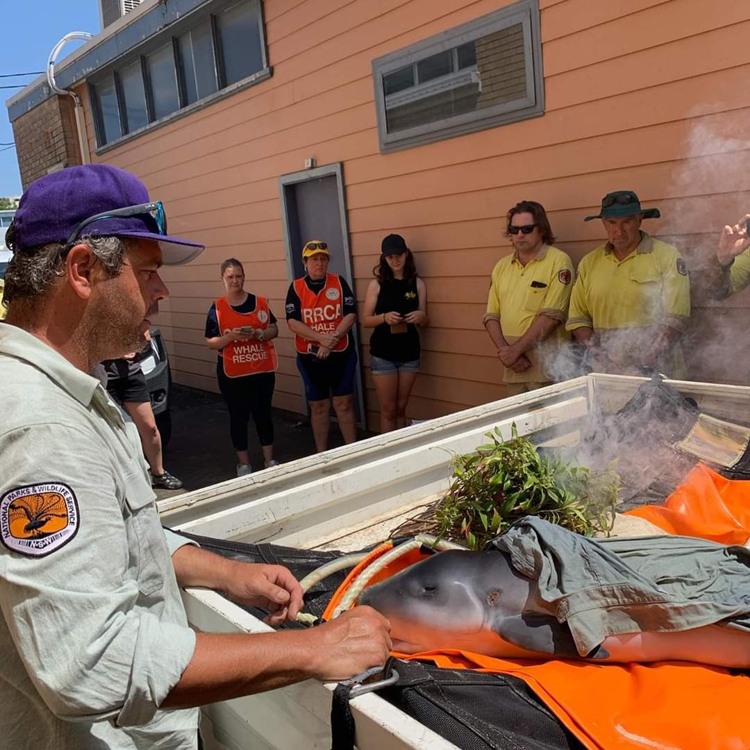 _CharleeGirl_'s tweet photo. Our local vet had to euthanise a baby dwarf sperm whale it beached itself &amp; was badly injured

The local aboriginal representative performed a smoke ceremony because they consider the whales as part of the tribe

Wouldn't it be amazing if we could all show animals such respect https://t.co/aejAXVaDAx