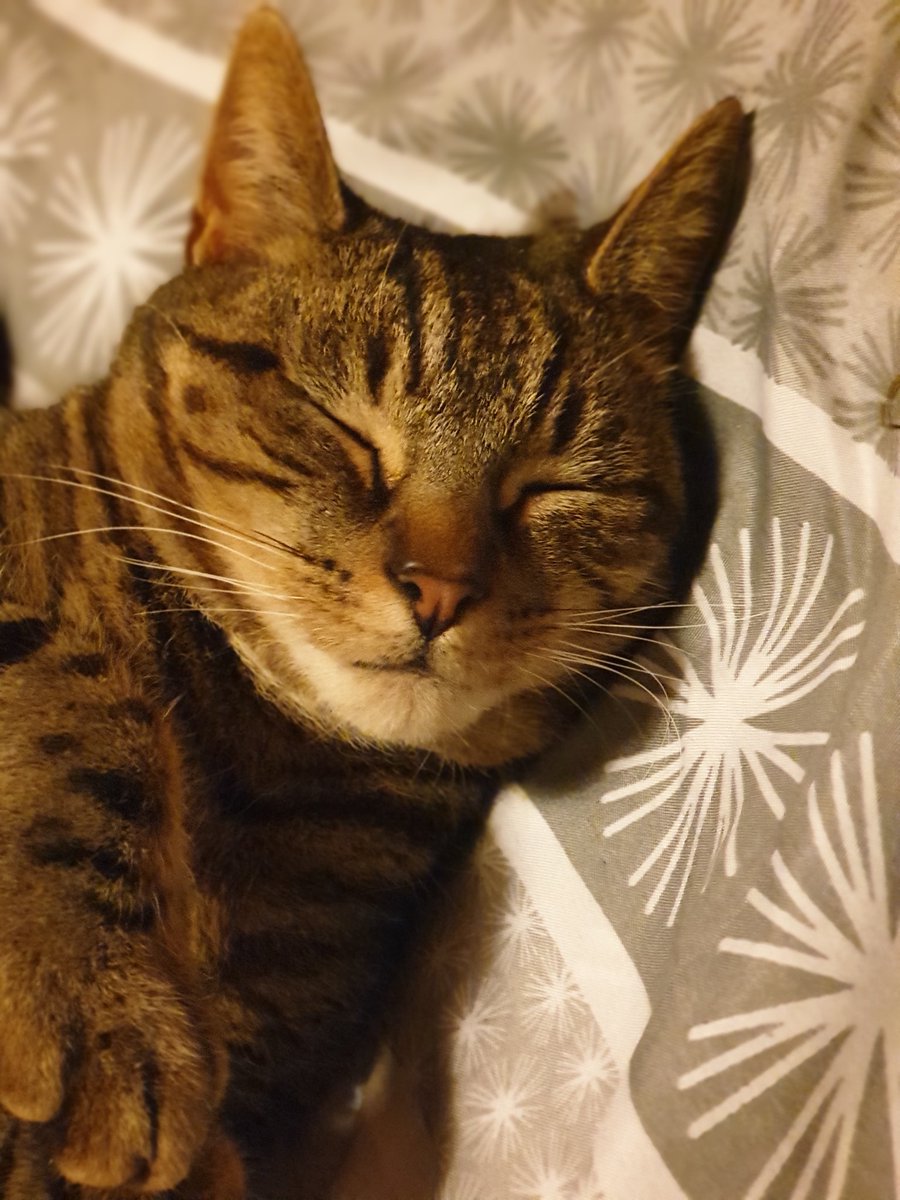 Barney my beautiful furbaby