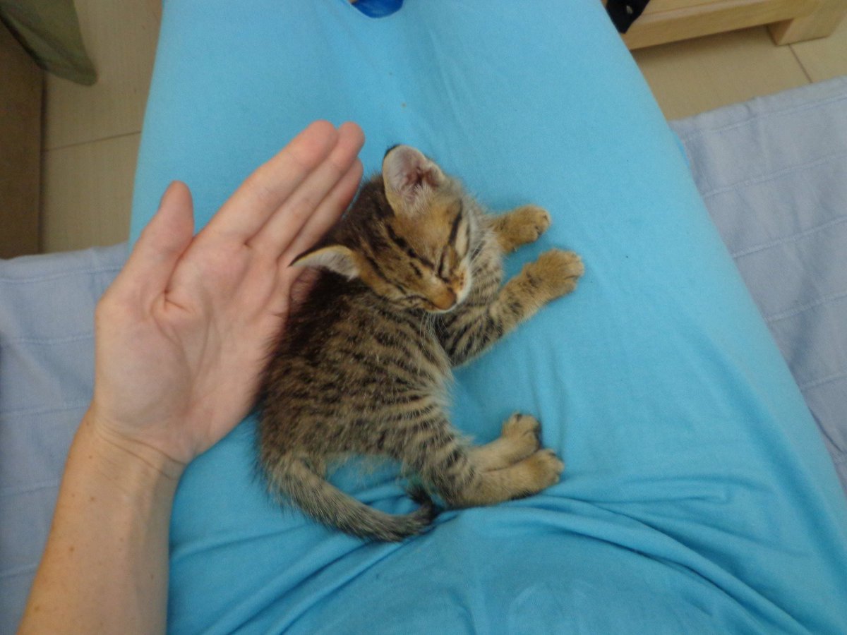 LindaKCTravel's tweet photo. Awwwwww look at my baby Scampi from long ago ! 7 years old now :) we rescued him and his brother Hobbes from Greece and brought them back to Ireland with us #rescuecats #greekstrays #greekcats @catsnkittys @JacksonGalaxy @petbond_ireland https://t.co/qoX7MM0ael