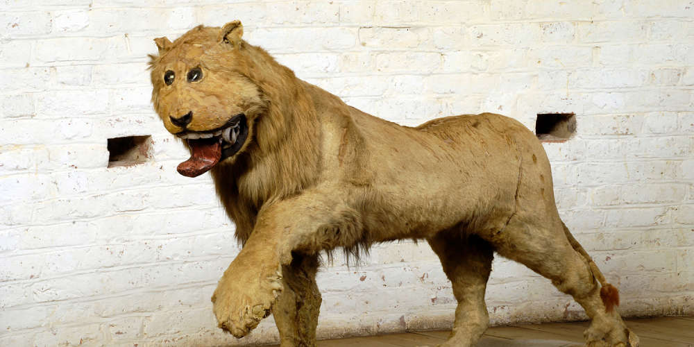 The Museum of Curiosities tweet media
