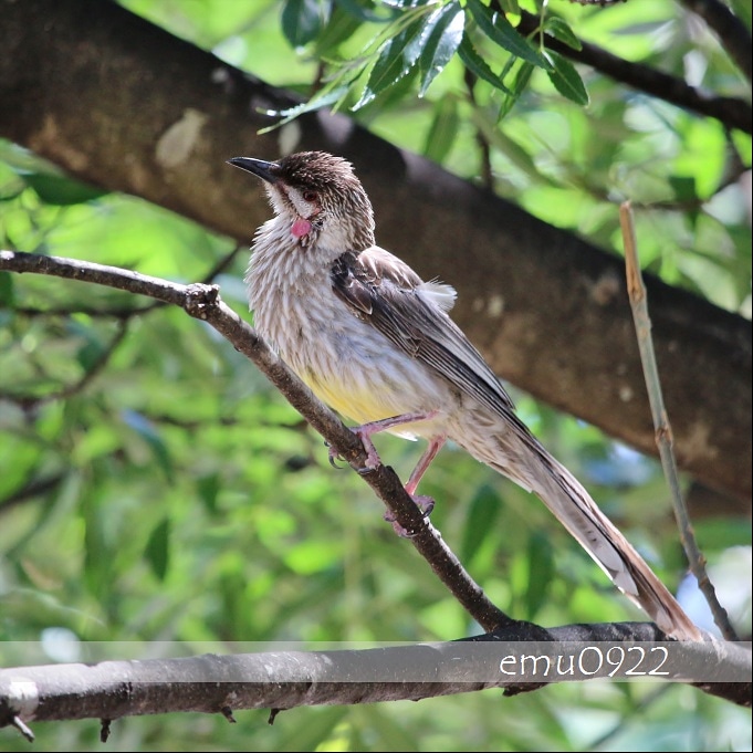 emu0922's tweet photo. 🍨おはようございます🕊
今日は特徴ある鳥。
・
Red Wattlebird
アカミミダレミツスイ
・
素敵な一日を🎶
#おは戦20202fn #愛拶0202 #驚きと感動リレー0202
#redwattlebird
#アカミミダレミツスイ
#wattlebird #ミツスイ
#野鳥観察 #野鳥 #オーストラリアの野鳥
野鳥スタンプ
https://t.co/UQ0Lg5607V https://t.co/Qr4bAlI8uf