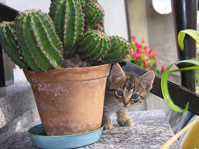 Уволили за фото кактуса. Кот Кактус. Котенок и Кактус. Кошка ест Кактус. Коты едят кактусы.