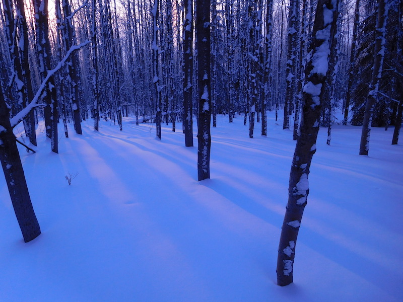 paulgreci's tweet photo. Lines of light on this morning's run. Temp....about 20 below. #photo #Alaska #running #trailrunning #sunrise https://t.co/9oKyN7YgJo