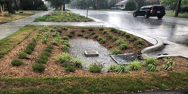 City of London on Twitter: "A rain garden is designed to collect rainwater  from roadways and parking lots and limit the amount of water that enters  storm sewers. Compared to a similar