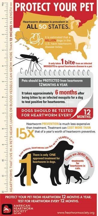 animalarknc's tweet photo. It’s the first of the month, don’t forget your pets preventative! 
#protectyourpets #heartworm #preventative #animalark #Clemmons #veterinarian #vetmed https://t.co/HHrjEmtHwE