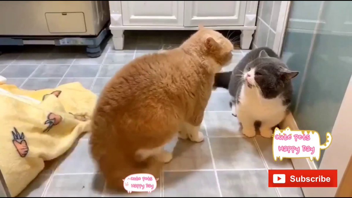 MeowMoeDotCom's tweet photo. Cute Cats And Dogs 🐶 Funny Do ...
#Cats #Cat #Kittens #Kitten #Kitty #Pets #Pet #Meow #Moe #CuteCats #CuteCat #CuteKittens #CuteKitten #MeowMoe
#CuteCatsVideo #CuteCatsVideos #CuteKittensVideos #CuteKittiesVideos #CuteMeowVideos
https://t.co/AHzExVFzuO
. https://t.co/ORLIaA7s2d