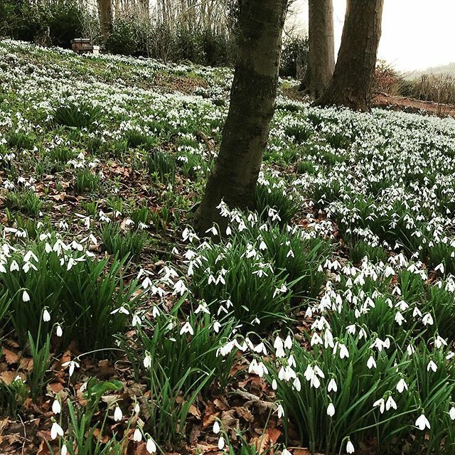 marcfrench's tweet photo. Sea of snowdrops at Painswick https://t.co/nks6KmnuNO https://t.co/N4AGkLh4gU