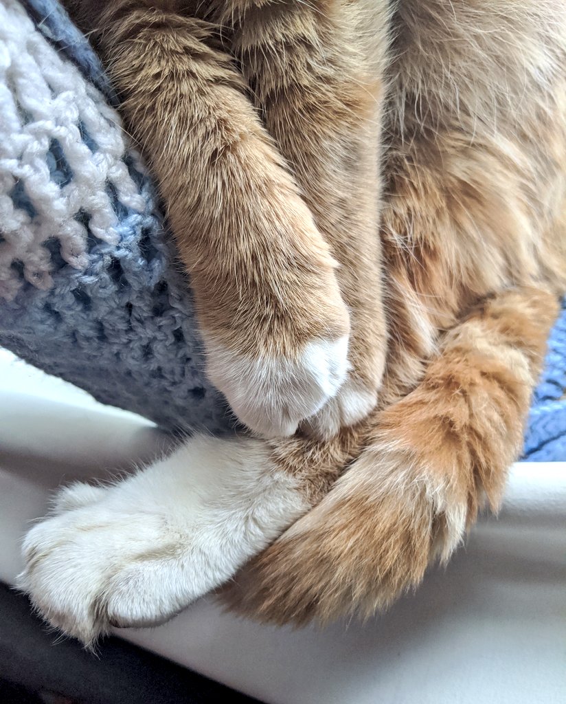 Bilbo sleeps soundly, showing a collection of his feet bundled together. Guest starring his tail. He says "cosy boy time!"
