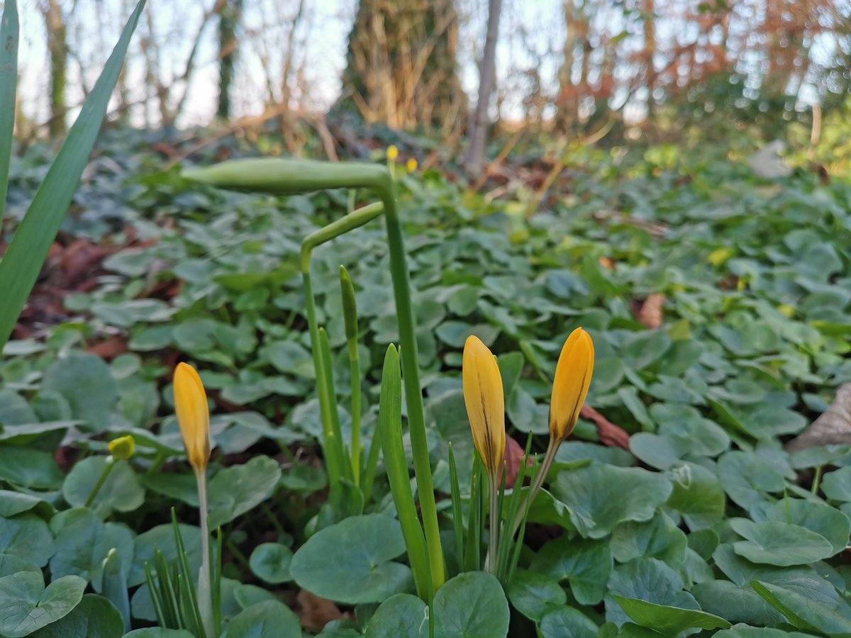 Crocuses are getting ready to bloom // Крокусы готовятся распуститься
#spring #springinireland #весна #веснавирландии