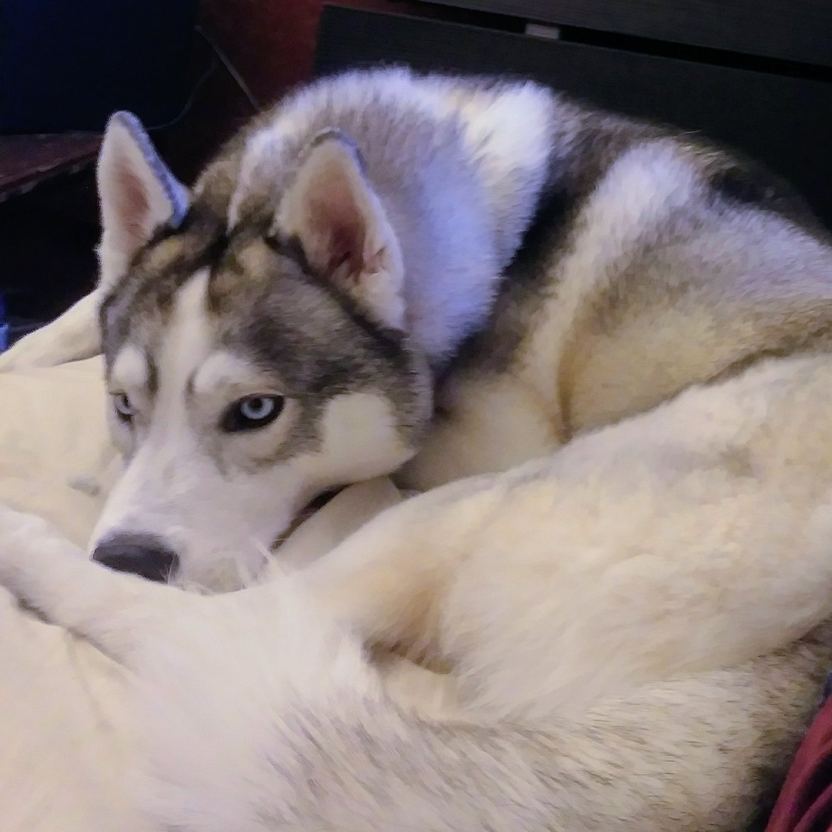 Husky curled up, nose behind leg, staring away.
