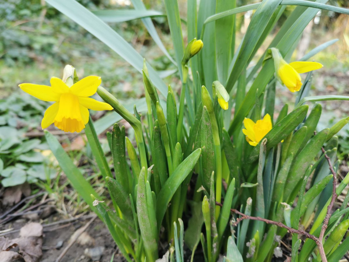 Daffodils #spring #springinireland