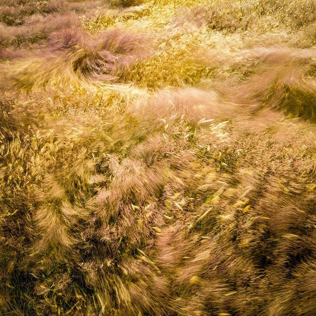 patrickjfoley's tweet photo. Windy day in the grass https://t.co/l2svdZGzGL https://t.co/joifXzyZ0v