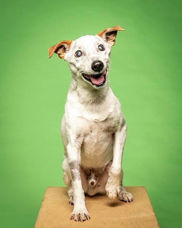 MichaelBagley's tweet photo. Sparky is an older gentleman who is the perfect blend of youthful enthusiasm and mature calm. He is a Jack Russell Terrier (maybe a mix, but he sure looks the part!) who was surrendered by his owner to a shelter in Houston and then scooped up by Shaggy D… https://t.co/OxsWIfWlla https://t.co/vXt3XSms9s