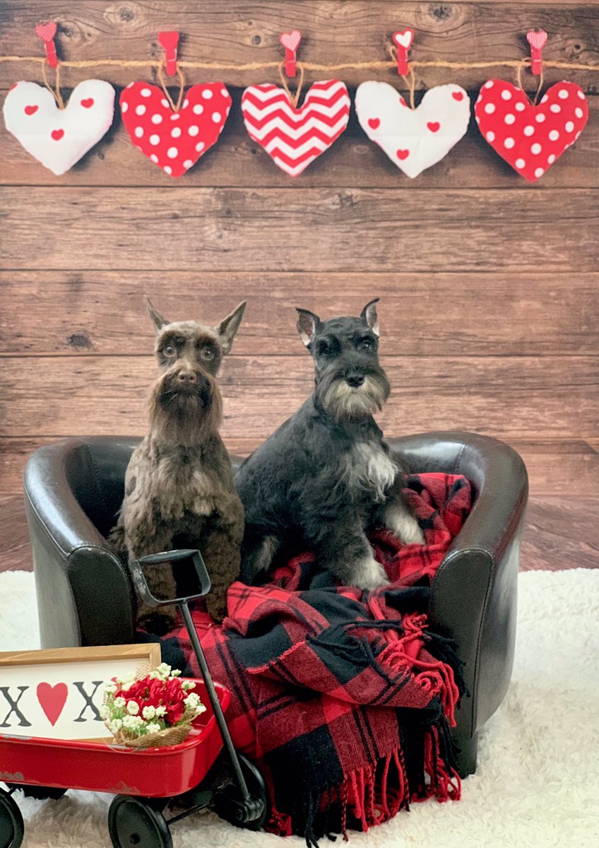 kingbillythedog's tweet photo. Me &amp; @EmmylouThe  Happy February ❤️ https://t.co/WmQr0oVL6A