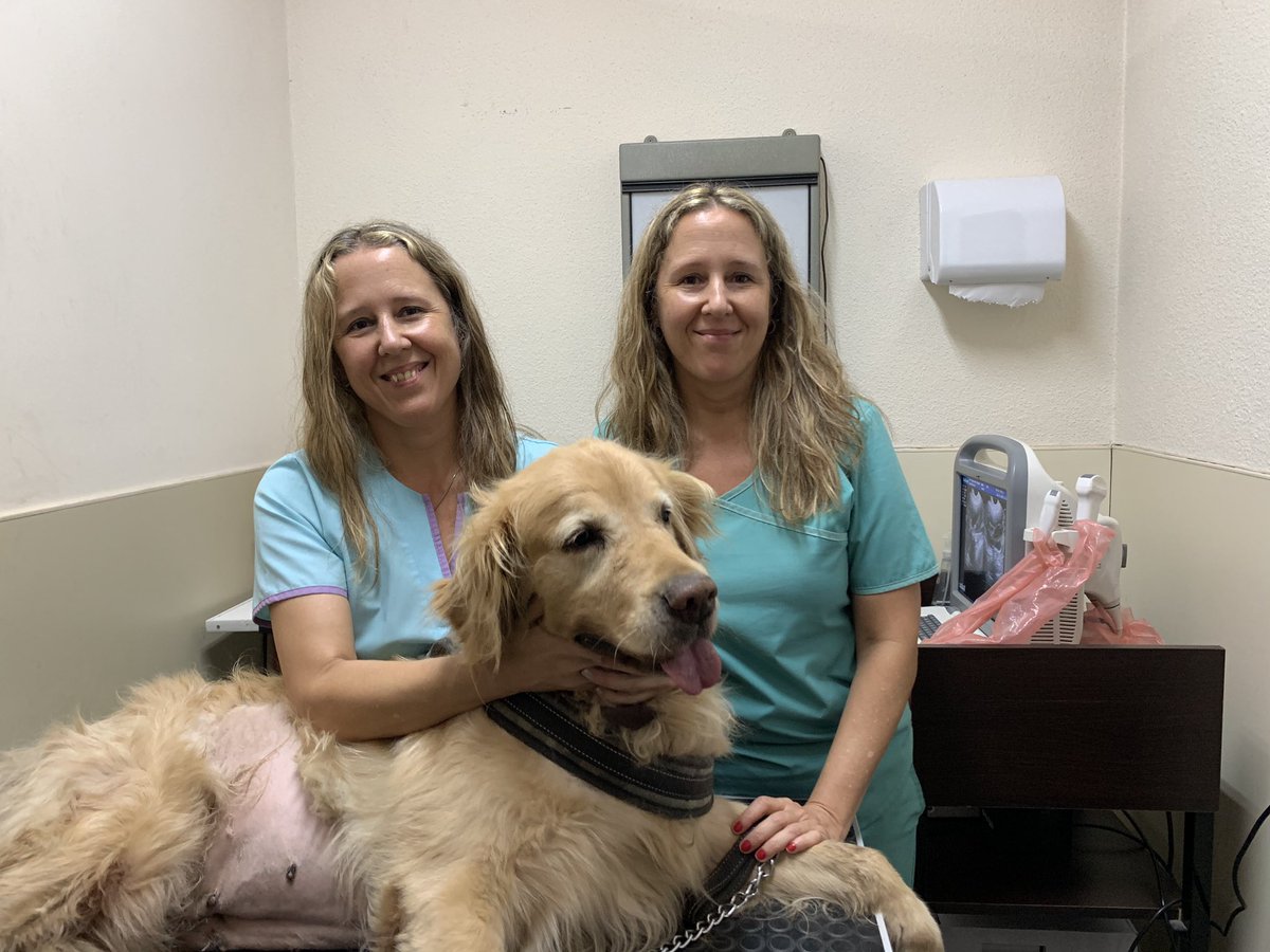 Las hermanas veterinarias de Salud Animal, atendiendo a Oli. Le hicieron rayos, una ecografía y un análisis de sangre. Oli esta bien de salud, pero queríamos tener una mejor idea.