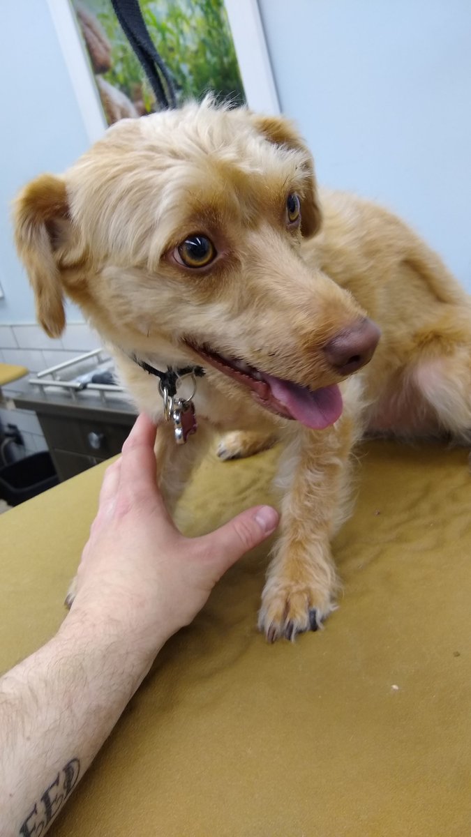 AnthonySkatz's tweet photo. Haven't whipped out the #WWEDogs tag in a while, but when a new pup named "Carmella" comes in, COME ON!
@CarmellaWWE https://t.co/9zGHnXvmTW