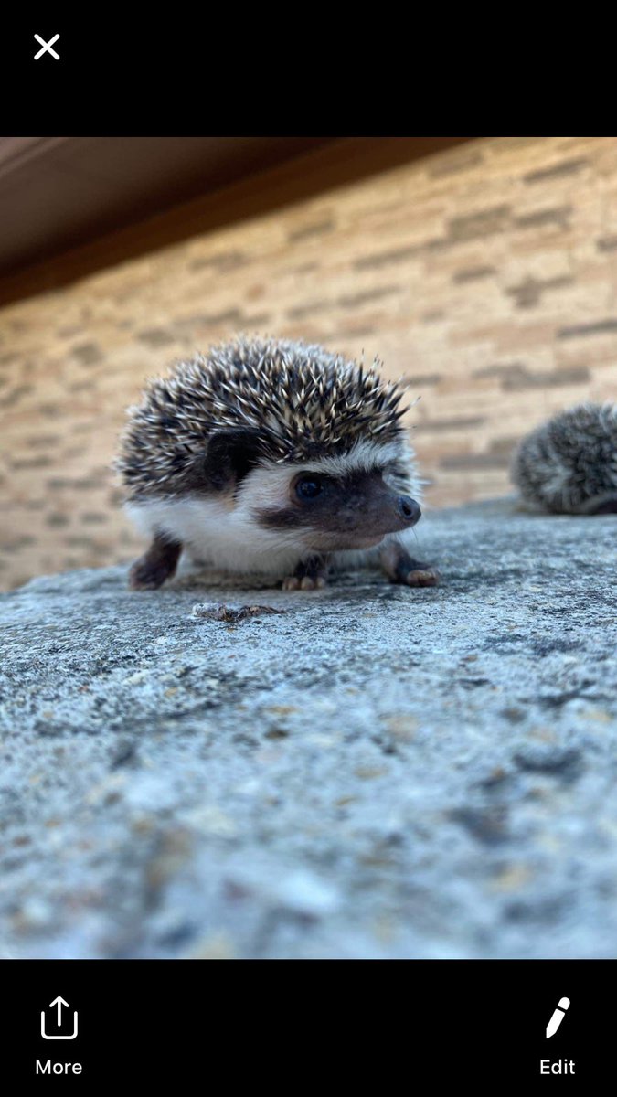 denver 𐚁 tweet media