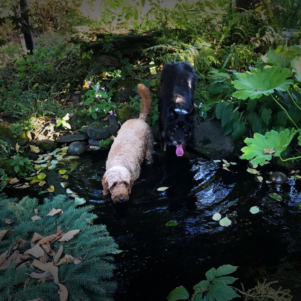 Golden doodle and border collie drinking in a pond.