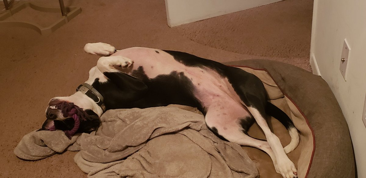 MsSassy_Teacher's tweet photo. My dog, LaLa, is waiting on me to stop working on national Boards components. She is so dramatic.😂
#dogmom #nbctcandidate #WeekendUpdate https://t.co/WQ0dFt09J2