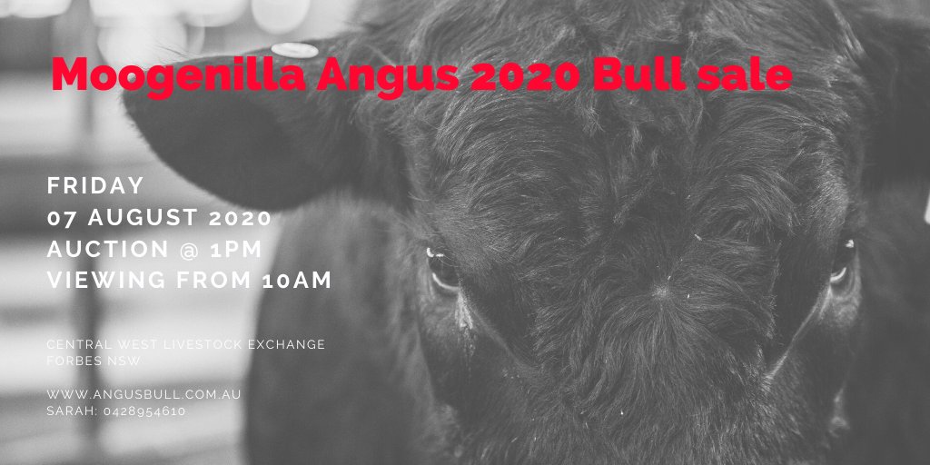 ejsinders's tweet photo. The Moogenilla Bulls are in great condition and are ready to go straight to work!
Annual bull sale is on 7th August 2020! 🐮

Bulls are available on farm prior to the sale!
https://t.co/CnRhhgHim8
#moogenillaangus #angusbulls #condobolin #bullsale @angusaustralia https://t.co/CQYyM5kpag