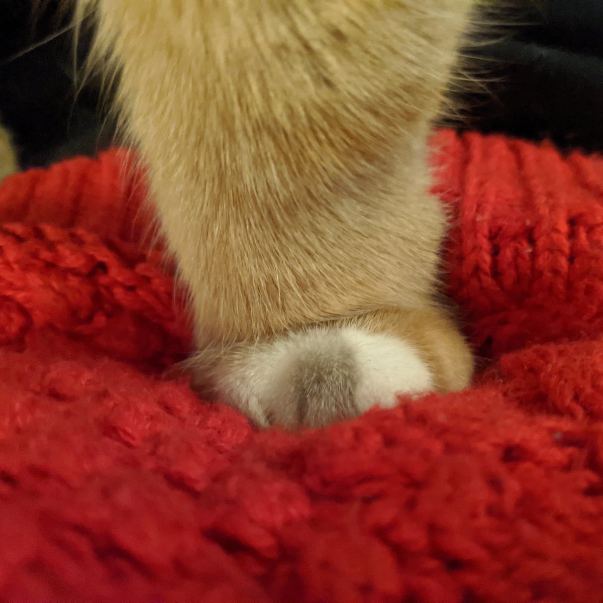 A single, slightly dirty front paw stands on a red jumper, looking extremely strong. He says "Strong!"