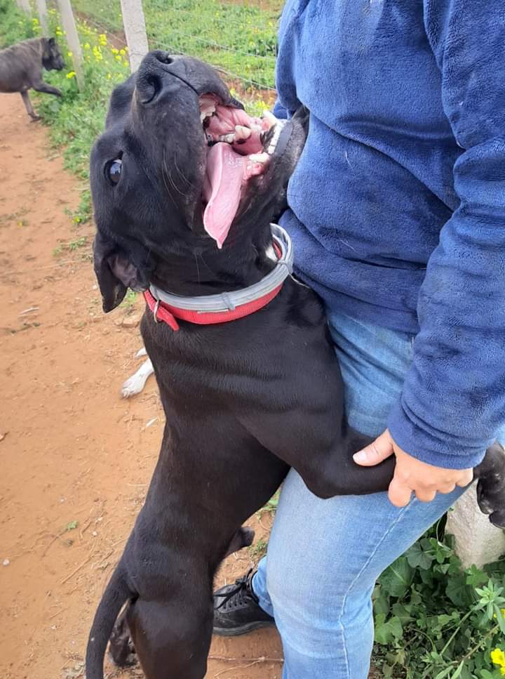 ADOTTA UN CUORE*CONDIVISIONI*APELL tweet media