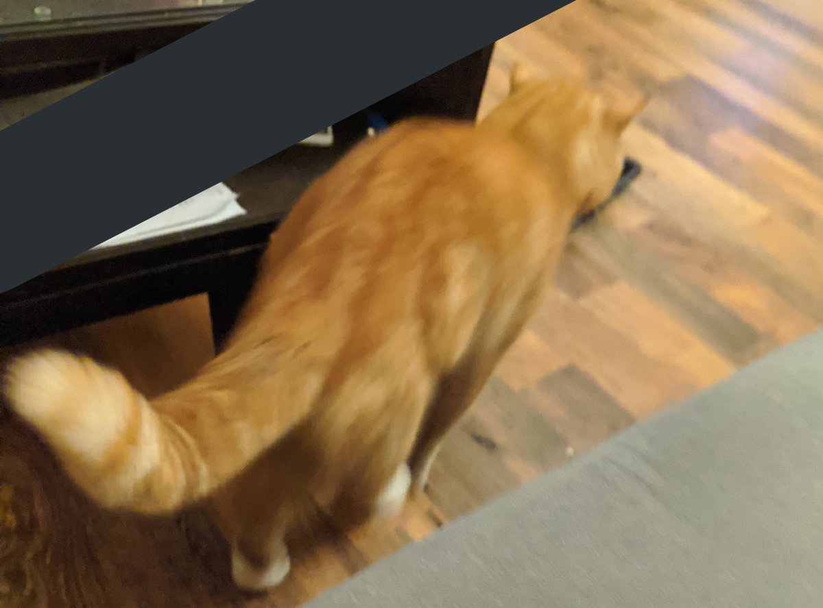 Bilbo runs across the living room floor, screaming "See chicken! Go to chicken! Get chicken!"