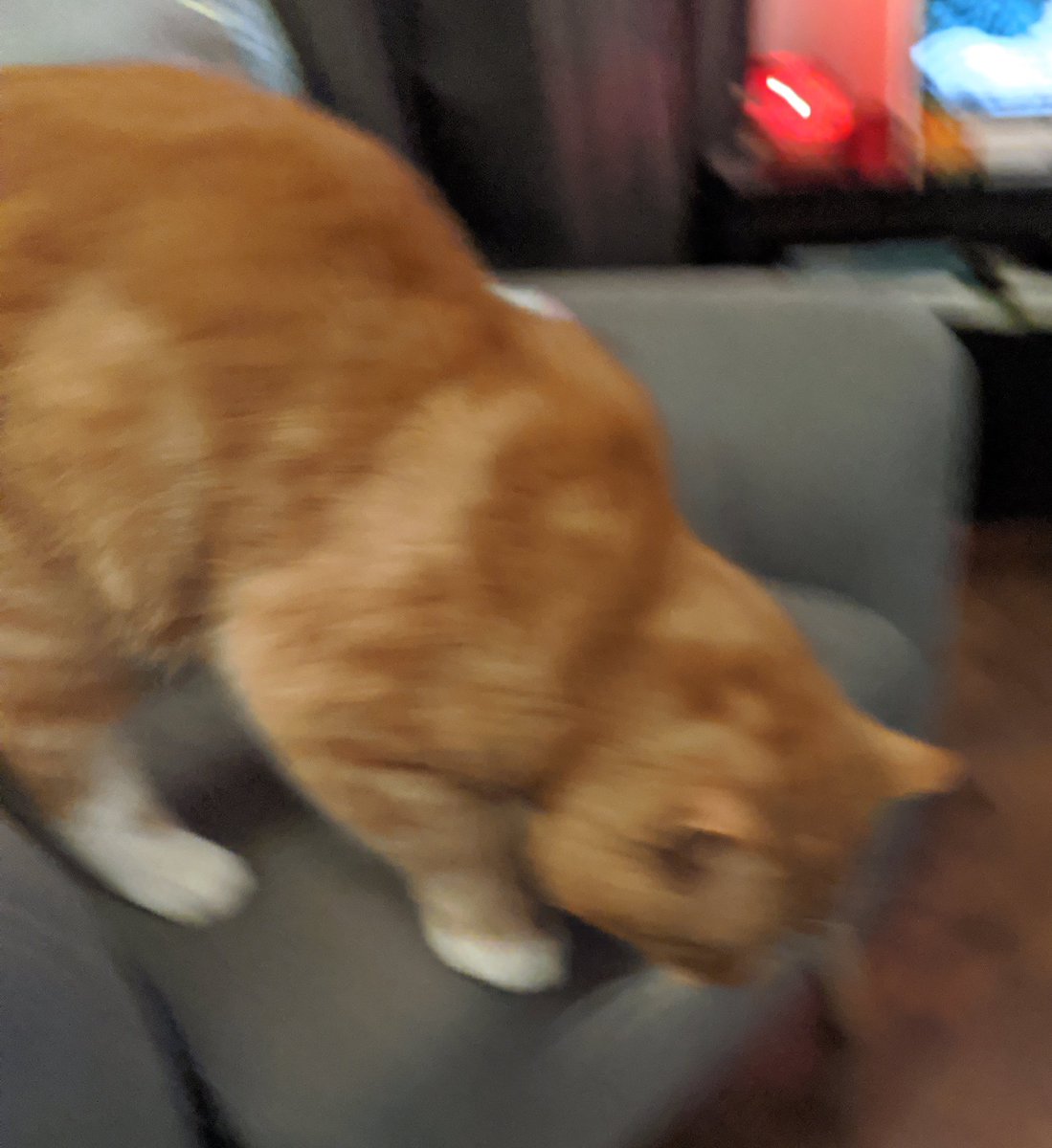 He jumps down from the armchair!