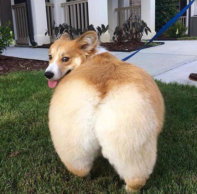 CorgiDrive's tweet image. Follow us if you love corgi butts as much as we do!