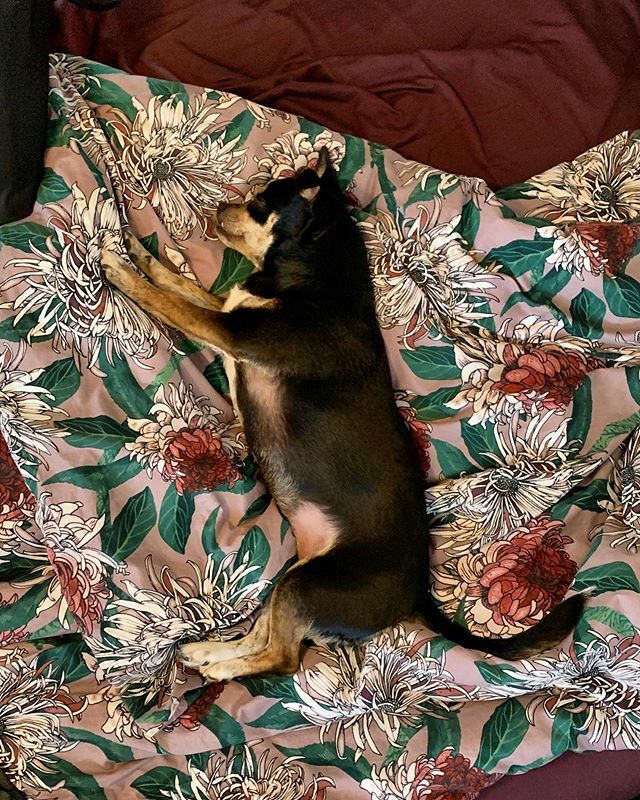 mgnhnsn's tweet photo. Peach's various names: peanut, missy, cutie (cutie-pie), pumpkin, princess, schnookums, wiggle butt, loud-mouth, and girlie. 😍😍 https://t.co/b0IqYJ948g https://t.co/mqwYzXgBCt