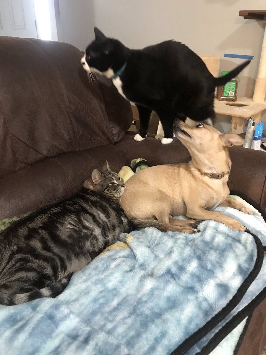 vicki_langer's tweet photo. @leved_rwp @same_game_name @kvlly @Benjaminspak Ohhhhh I like that too! #TechPets
Fur real though, I’m good with anything that lets me share mine and see everyone else’s paw-bearers https://t.co/OJi9B6qOyc