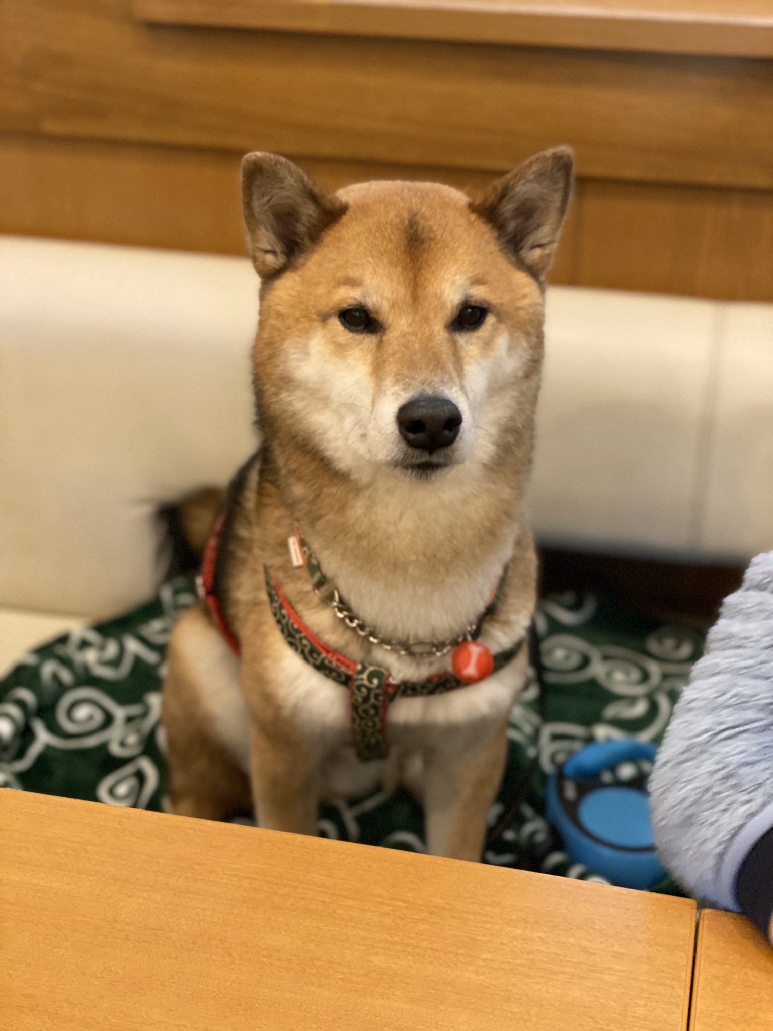 柴犬 ゴンぞう ドッグカフェプティシアン 町田市ドッグカフェ 店内広し 駐車場広し メニュー豊富 ワンコメニューも豊富 日替わり弁当激うまでした 天井が高くて落ち着きます T Co Y45s5hleaq Twitter