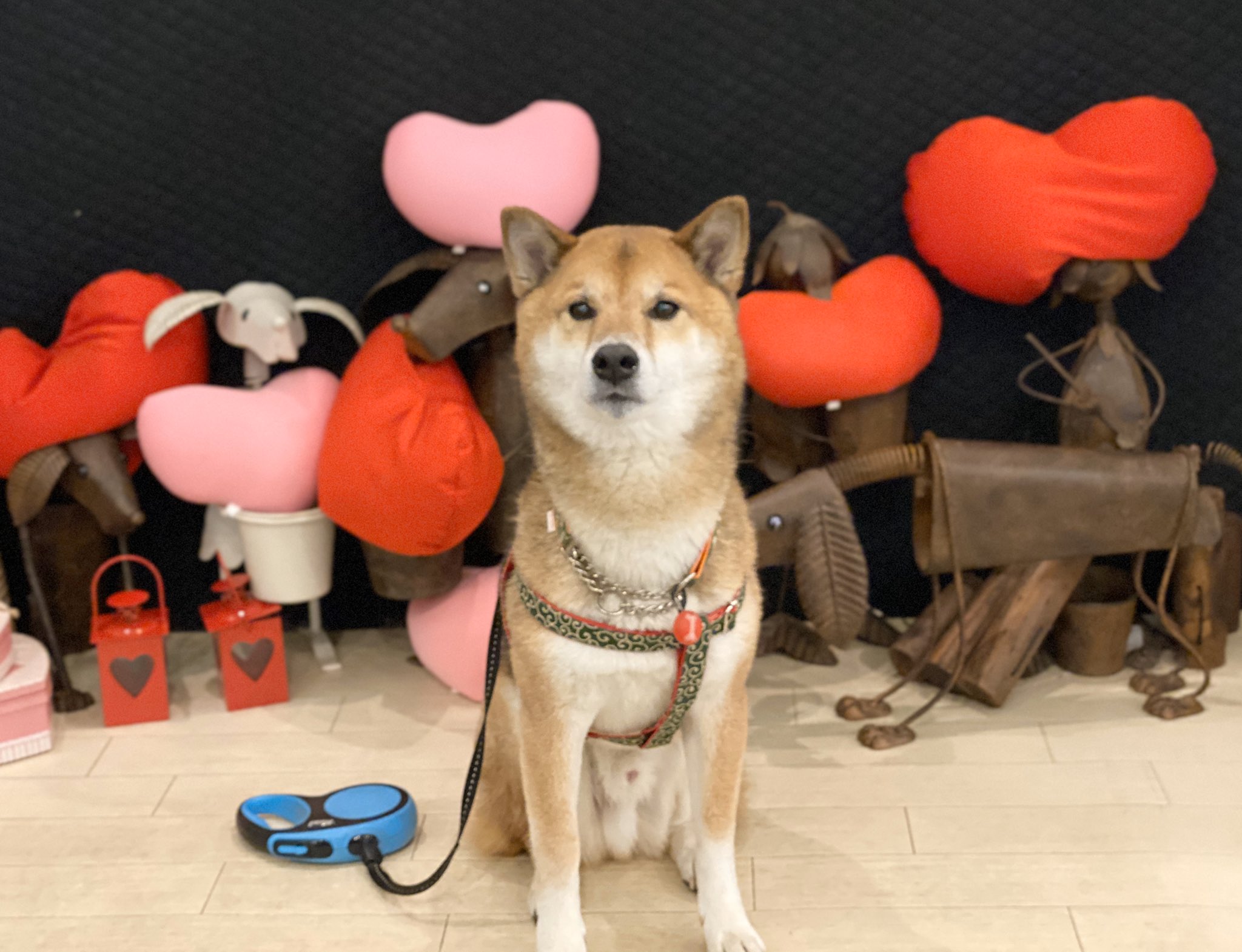柴犬 ゴンぞう ドッグカフェプティシアン 町田市ドッグカフェ 店内広し 駐車場広し メニュー豊富 ワンコメニューも豊富 日替わり弁当激うまでした 天井が高くて落ち着きます T Co Y45s5hleaq Twitter