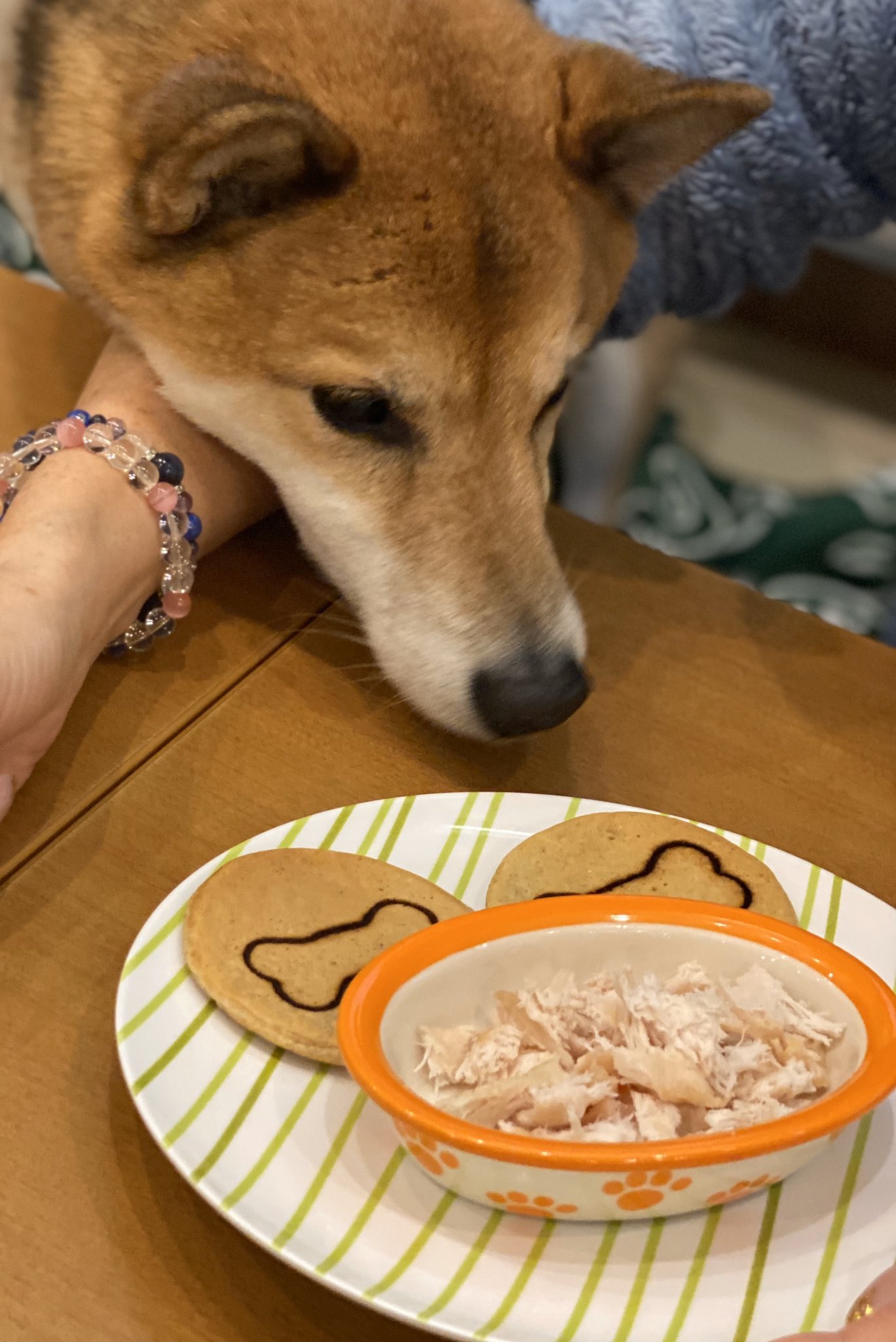 柴犬 ゴンぞう ドッグカフェプティシアン 町田市ドッグカフェ 店内広し 駐車場広し メニュー豊富 ワンコメニューも豊富 日替わり弁当激うまでした 天井が高くて落ち着きます T Co Y45s5hleaq Twitter