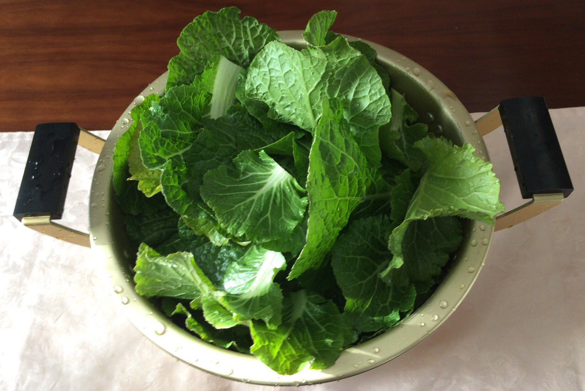 まきろう A Twitter プランター栽培しているミニ白菜を収穫した 結球しないけどまだまだ元気だな 3株をかきとり収穫 大鍋いっぱいになった 鍋に入れよう