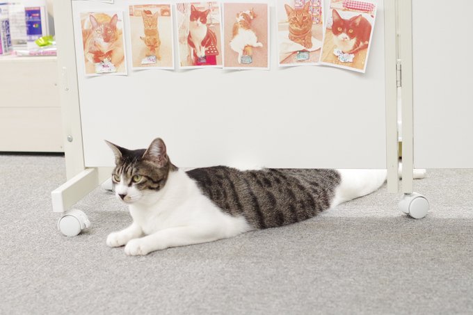 まちねこニャンズプレゼンのtwitterイラスト検索結果 まちねこニャンズプレゼンのtwitterイラスト検索結果