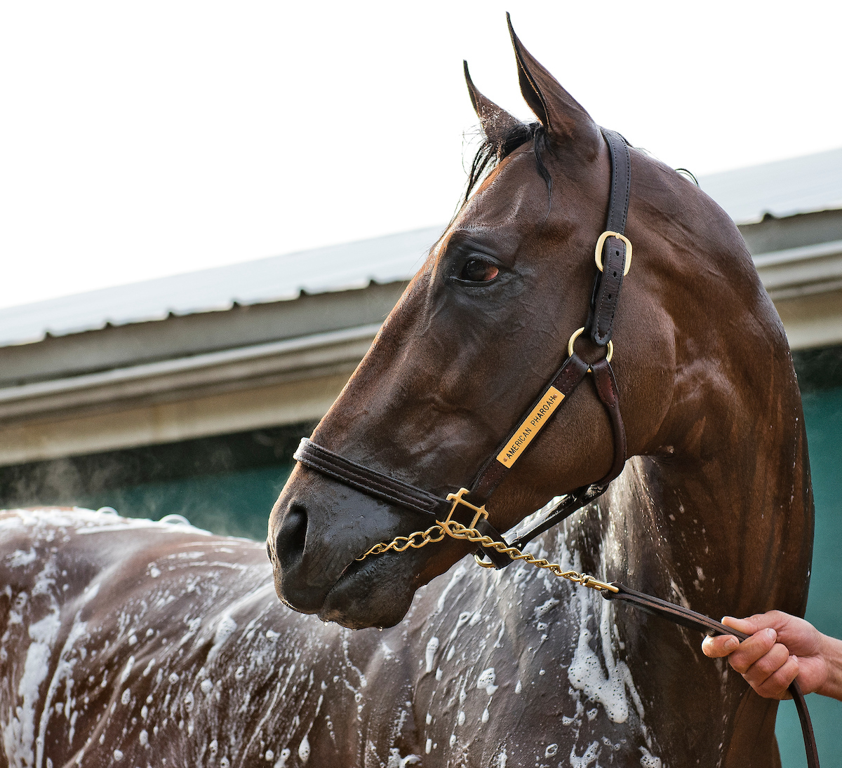 HR_Nation's tweet image. D. Wayne Lukas: "I think that American Pharoah could very well be a very prominent sire of the future. I’ve even gotten to the point where. I said he could replace A.P. Indy." 👀 bit.ly/2ROvlHZ
