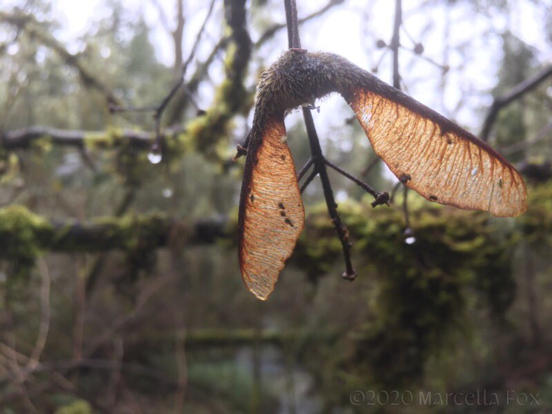 Photo of a maple tree seed with what looks like two wings about 1.5 inches long each, which cause the whole thing to whirl like helicopter blades when it falls. Mid-ground is blurry moss-covered bare branches. Background is a greyish sky and very blurry Pacific Northwest woods vegetation and a creek.