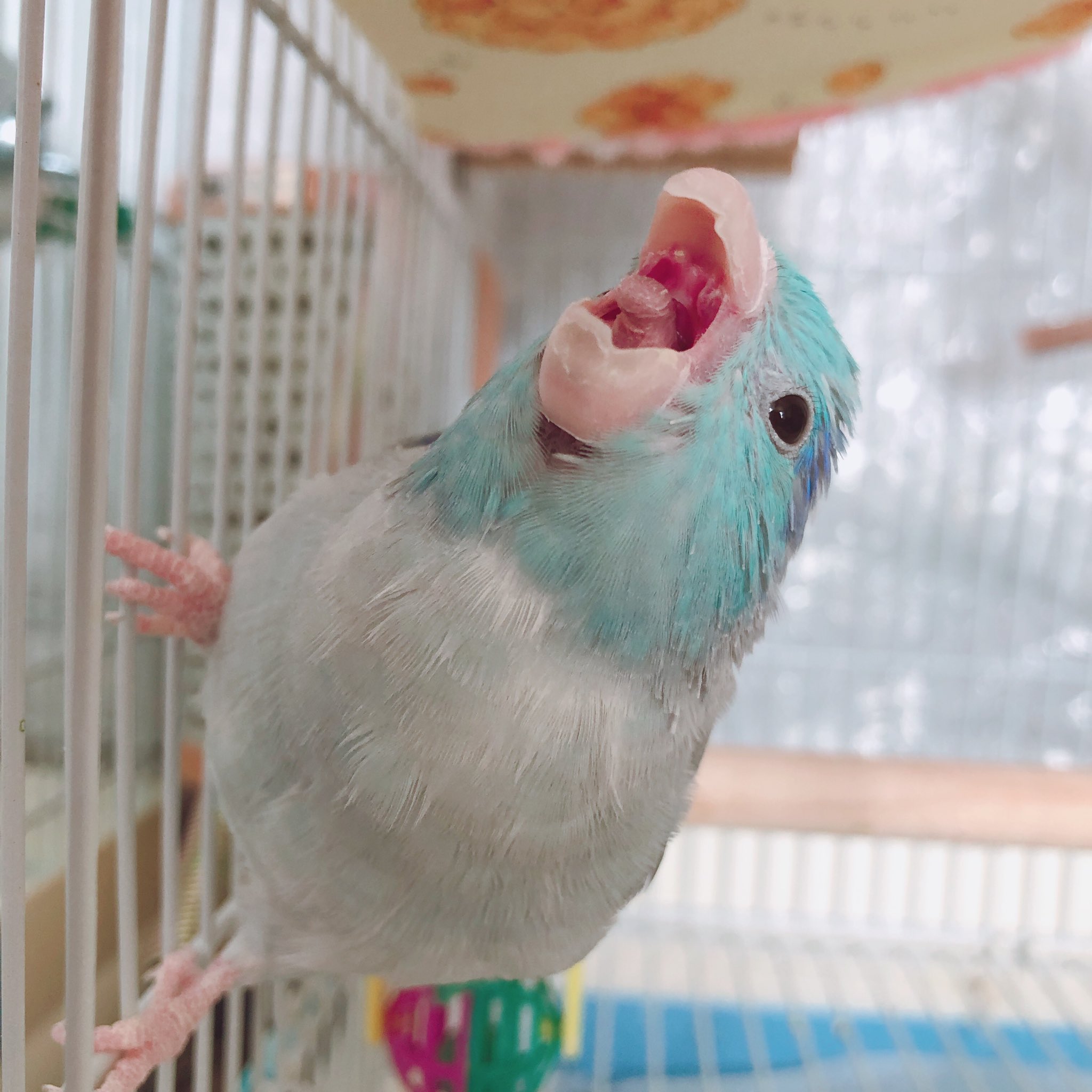 ラピス がおー マメルリハ インコ T Co Xddzskmjvc Twitter