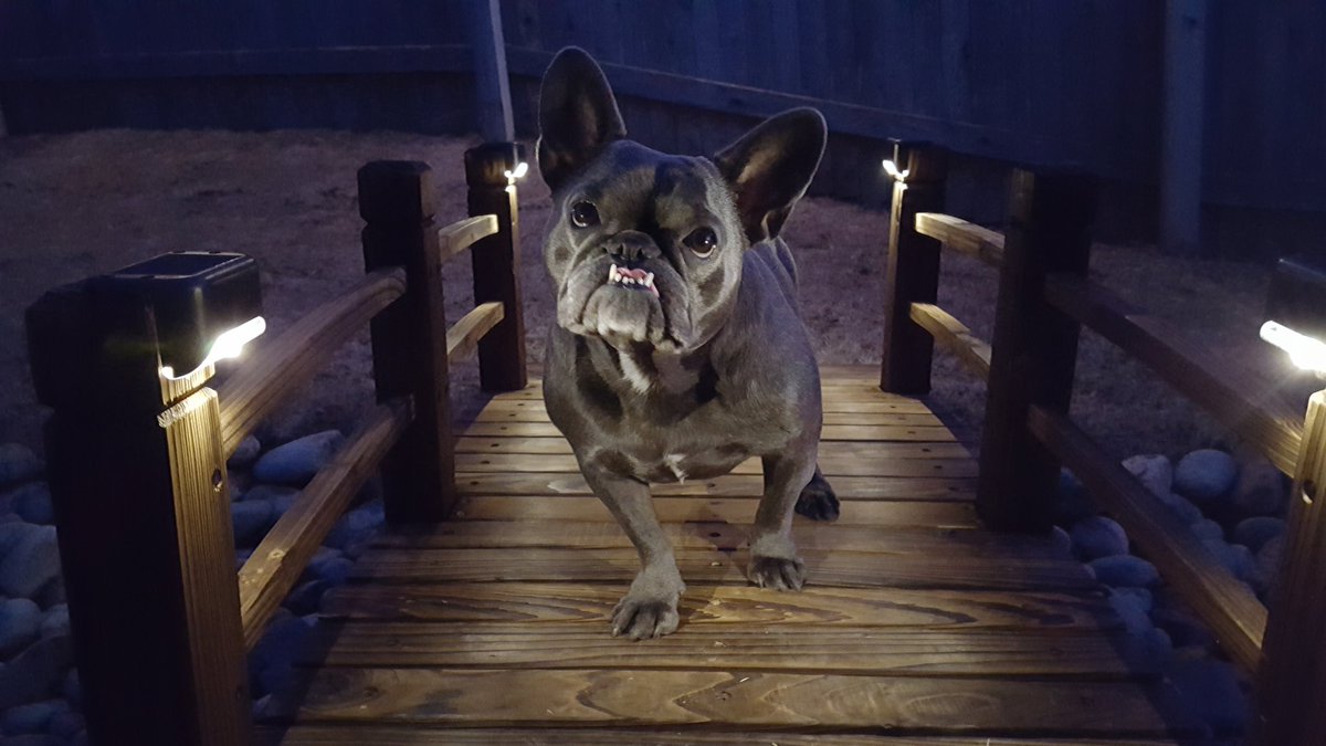 884life2's tweet photo. Dang dog. https://t.co/I562zXw1fr