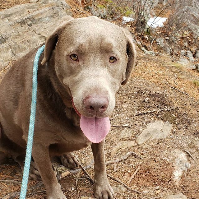 KrauseDave's tweet image. I forgot Bash's photo today on the #harpswellclifftrail #silverlabrador #silverlabsofinstagram #silverlab #harpswellmaine #harpswell #harpswellme #maineoutdoors #maine #mainecoast #igersmainecoast #igersmaine #maineigers #maine_igers ift.tt/38YmhWU